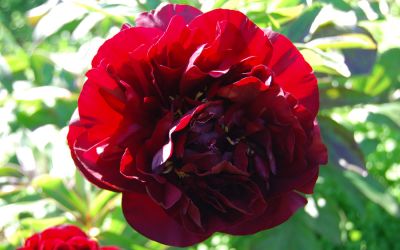 Paeonia Hybride 'Red Grace'
