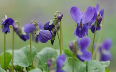 Viola odorata 'Donau' 