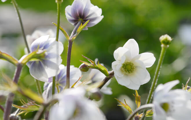 Frühlings-Sommer-blühende-Anemone kaufen bio