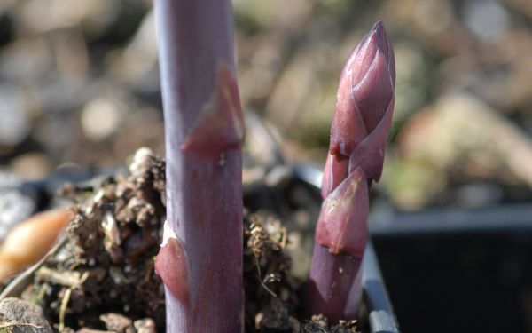 Asparagus officinalis Pacific Purple - Purpur-Spargel