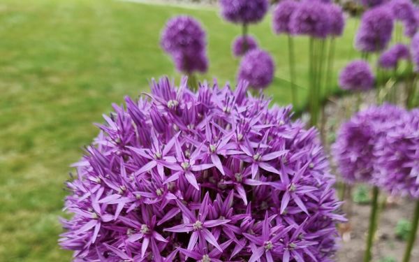 Allium Violet Beauty - Zier-Lauch