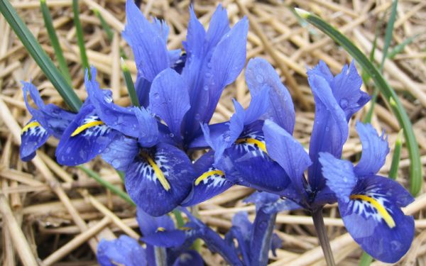 Iris reticulata Harmony - Zwerg-Iris