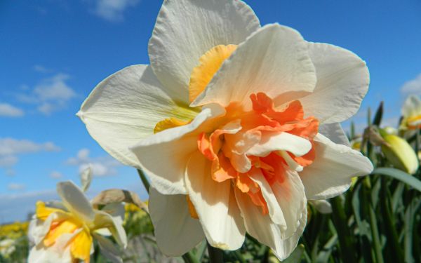 Narcissus Replete - Gefüllte Narzisse