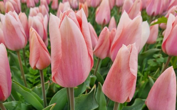 Tulipa Apricona - Einfache frühe Tulpe