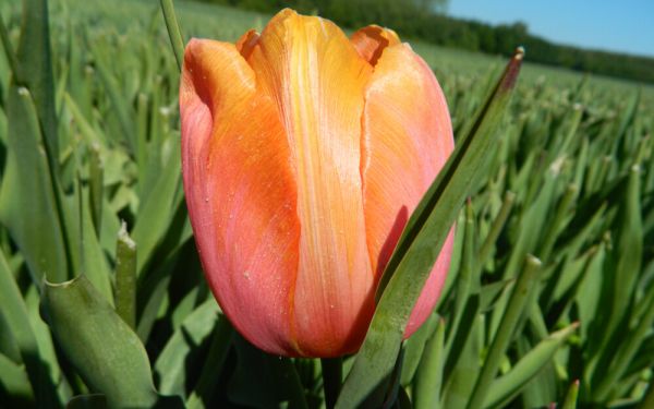Tulipa Dordogne - Einfache späte Tulpe