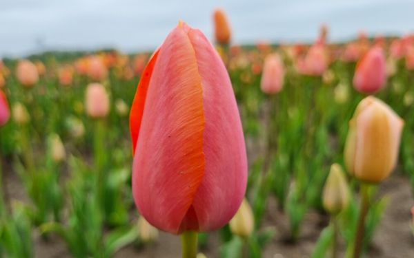 Tulipa Menton - Einfache späte Tulpe