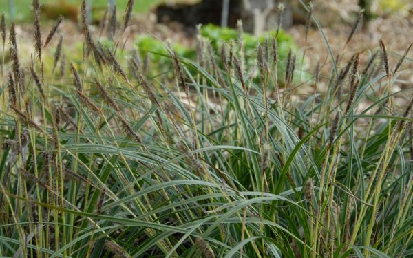 Carex morrowii Variegata - Weißrand-Japan-Segge