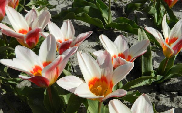 Tulipa kaufmanniana Ancilla - Seerosen-Tulpe