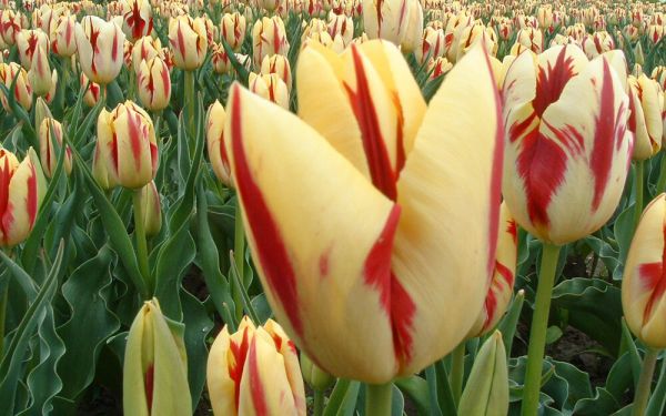 Tulipa Grand Perfection - Triumph-Tulpe