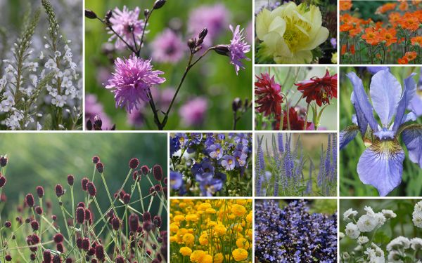 Poetische Blumenwiese f. gute, frische Gartenböden - 12er-Kollektion