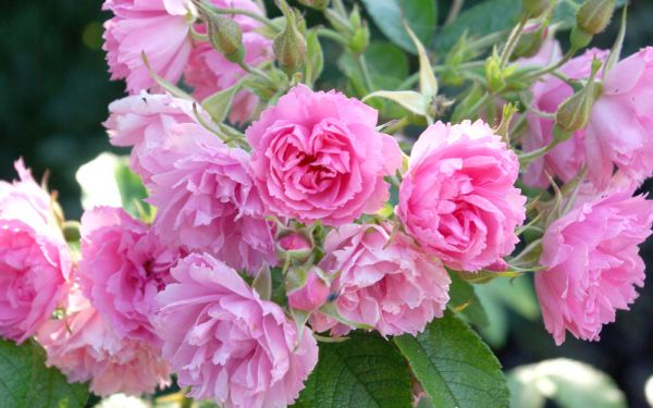 Rosa Pink Grootendorst - Nostalgische Strauch-Rose, Nelken-Rose