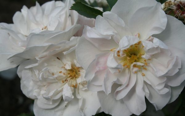 Rosa Pimpinellifolia-Hybride Paula Vapelle - Strauch-Rose, Bibernell-Rose