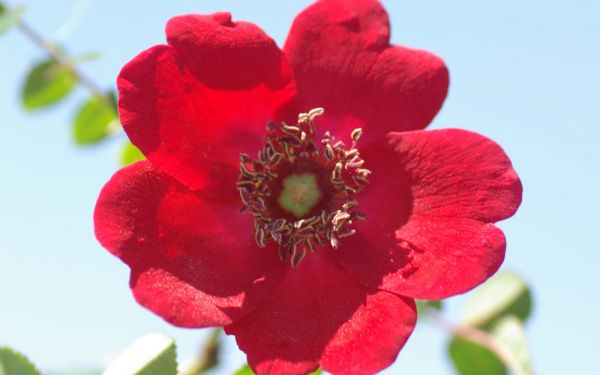 Rosa moyesii Geranium - Strauch-, Mandarin-Rose