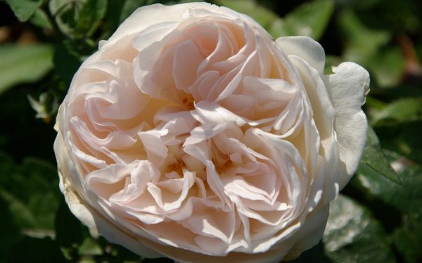 Rosa Sebastian Kneipp ® - Edel-Rose