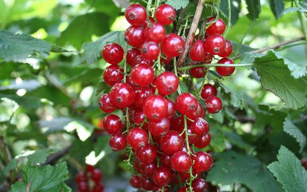 Rote Johannisbeere Lisette ® - Ribes rubrum
