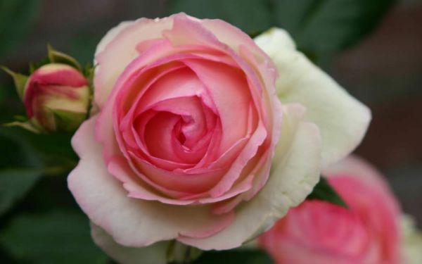 Rosa Eden Rose 85 ® - Strauch-Rose