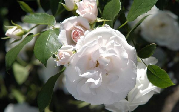 Rosa Aspirin ® Rose - Beet-Rose, Bodendecker-Rose