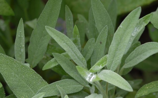 Salvia officinalis Krk - Gewürz-Salbei