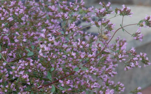 Origanum Laevigatum-Hybride Aromatico - Schweizer Oregano, Blüten-Oregano