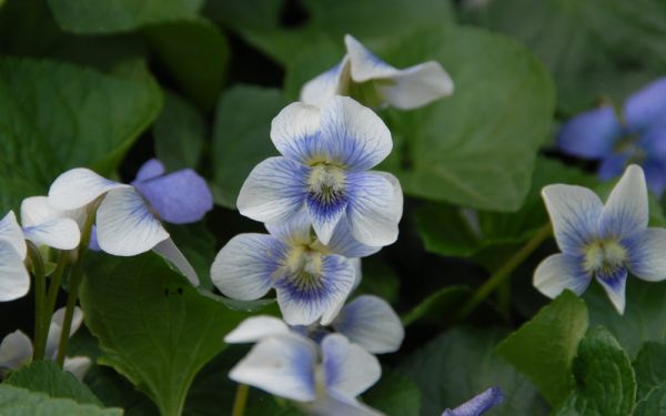 Viola sororia Blue Eyes - Pfingst-Veilchen