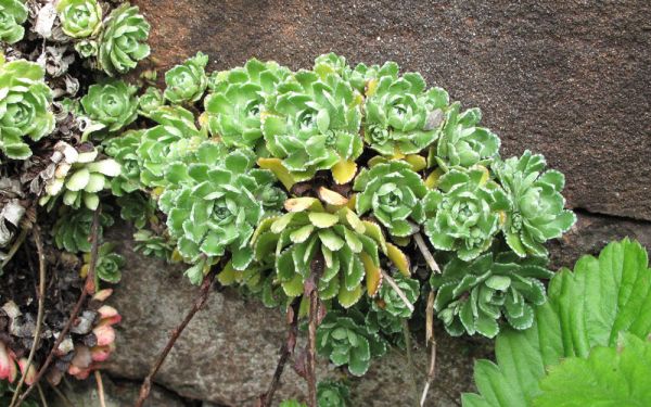 Saxifraga paniculata (großrosettig) - Rispen-Steinbrech