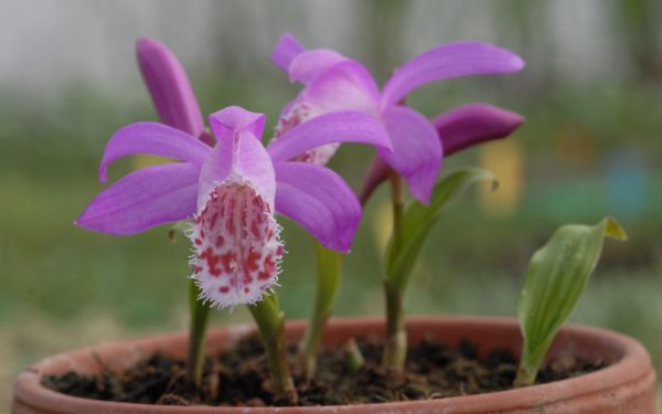 Pleione limprichtii - Tibet-Orchidee