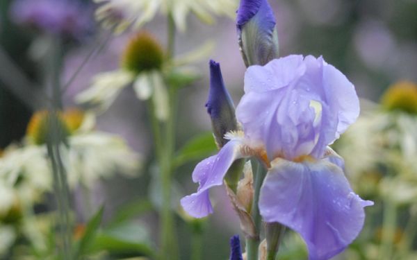 Iris barbata-elatior Lovely Again - Hohe Bart-Iris, Schwertlilie