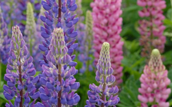 Lupinus Polyphyllus-Hybride Russel-Mischung - Lupine