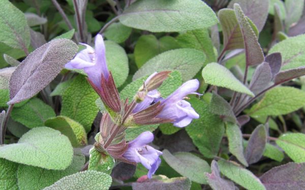 Salvia officinalis Purpurascens - Purpurlaubiger Gewürz-Salbei