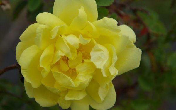 Rosa pimpinellifolia Double Yellow - Strauch-, Bibernell-Rose