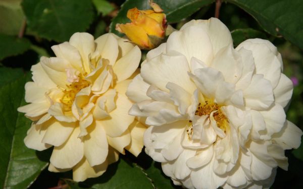 Rosa Moschata-Hybride Buff Beauty - Moschus-, Strauch-Rose