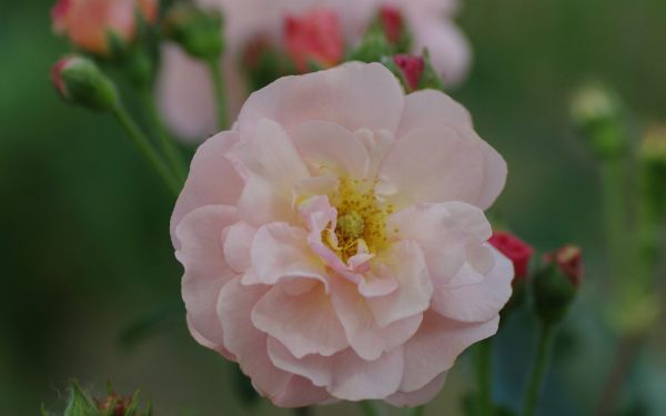 Rosa Moschata-Hybride Cornelia - Strauch-, Moschus-Rose