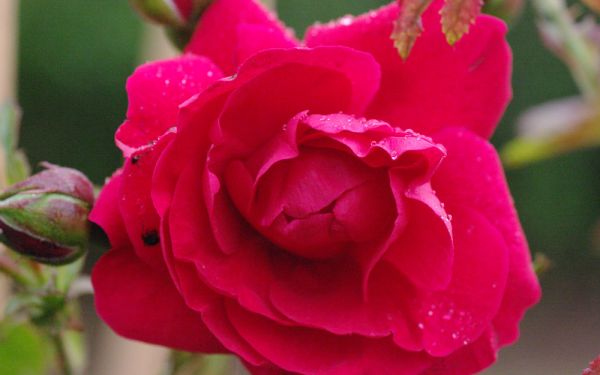 Rosa Tradition ® - Kletter-Rose