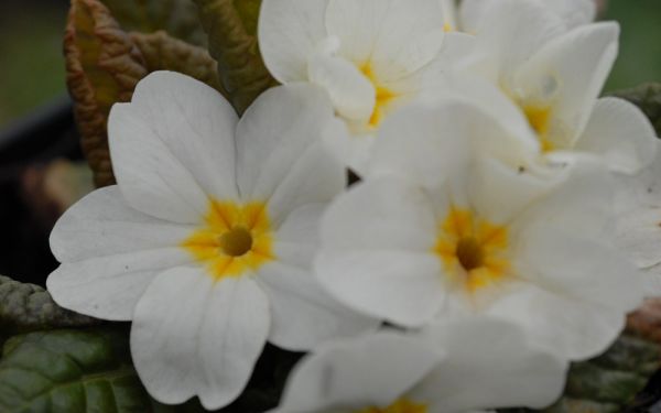 Primula Wanda-Hybride Wanda Weiß - Garten-Teppich-Primel