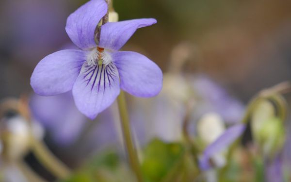 Viola reichenbachiana - Wald-Veilchen