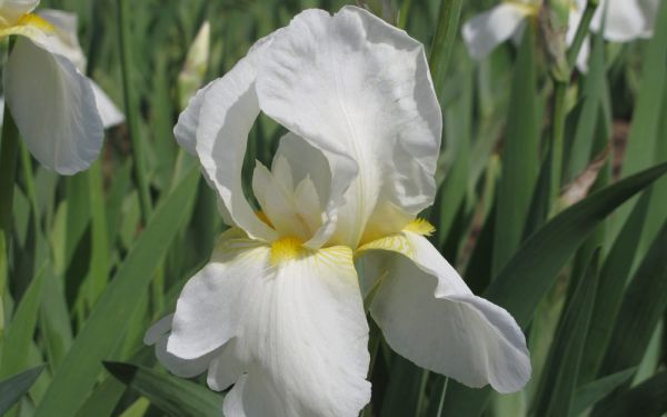 Iris barbata-elatior Lugano - Hohe Bart-Iris, Schwertlilie