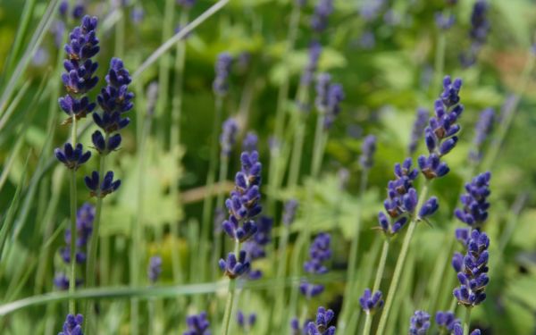 Lavandula angustifolia Hidcote Blue - Garten-Lavendel