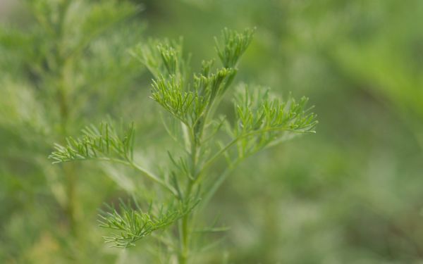 Artemisia procera  - Spezi-Pflanze, Wohlriechende Eberraute