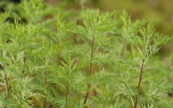 Artemisia abrotanum Citrina - Zitronen-Eberraute
