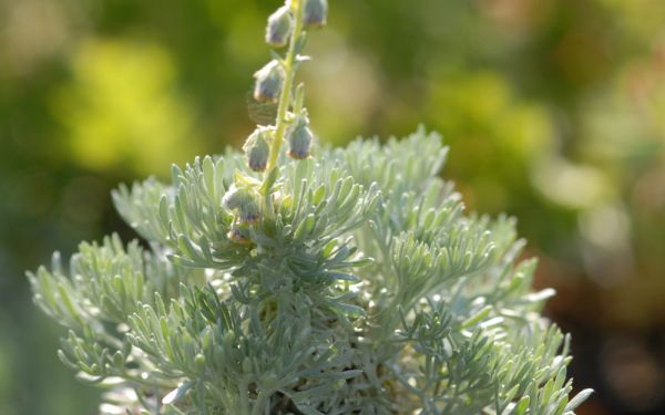 Artemisia schmidtiana Nana - Polster-Silberraute