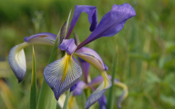 Iris Spuria-Hybride Premier - Steppen-Schwertlilie
