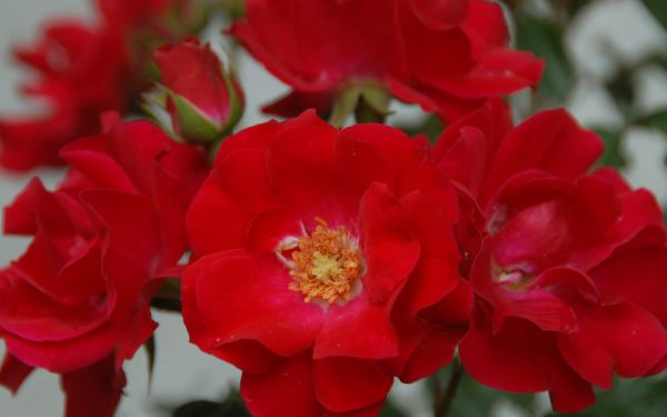 Rosa Rotilia ® - Beet-, Floribunda-Rose