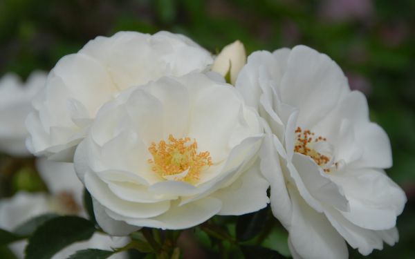 Rosa Innocencia ® - Floribunda-, Beet-, Bodendecker-Rose