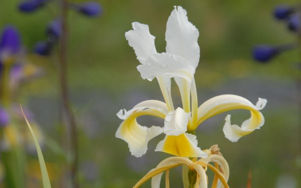 Iris orientalis Frigia - Steppen-Schwertlilie