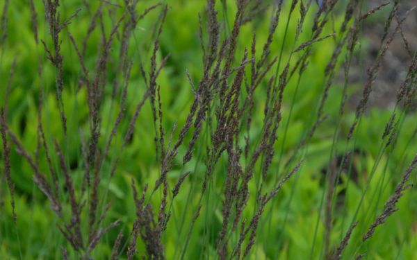 Molinia caerulea Moorhexe - Moor-Pfeifengras, Besenried