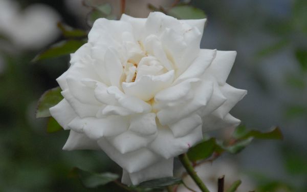 Rosa White Cockade - Kletter-Rose