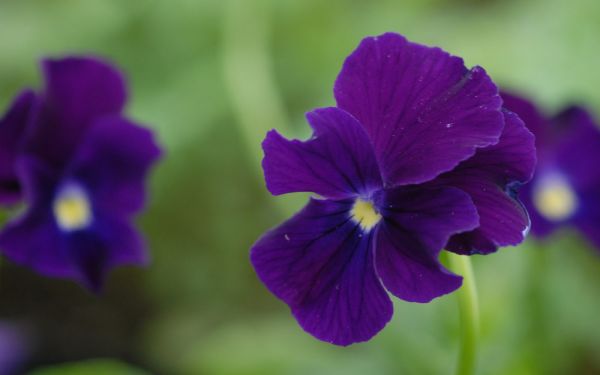 Viola cornuta Roem van Aalsmeer - Horn-Veilchen