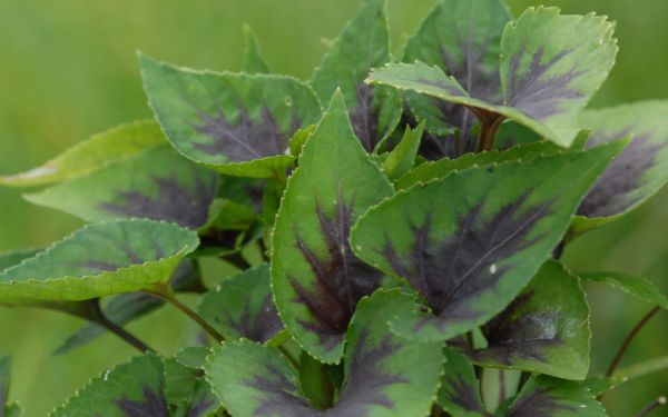 Viola Hybride Heartthrob - Blattschmuck-Veilchen