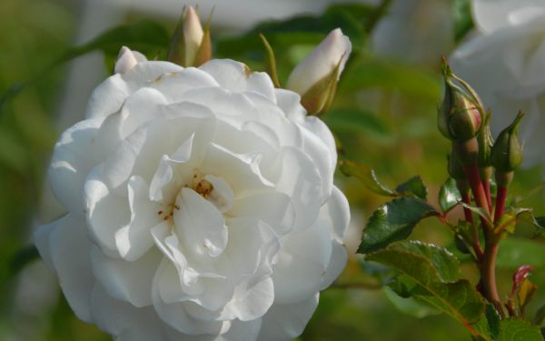 Rosa Schneewittchen ® - Strauch-Rose