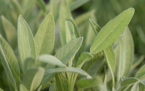 Salvia officinalis - Gewürz-Salbei
